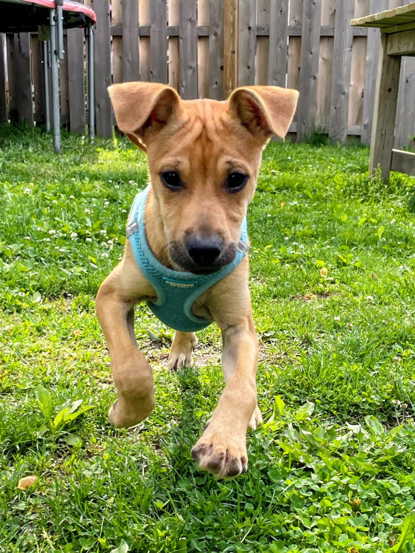 Mookie - In NJ , a ADOPTABLE mixed breed in Willington, CT image 3/6