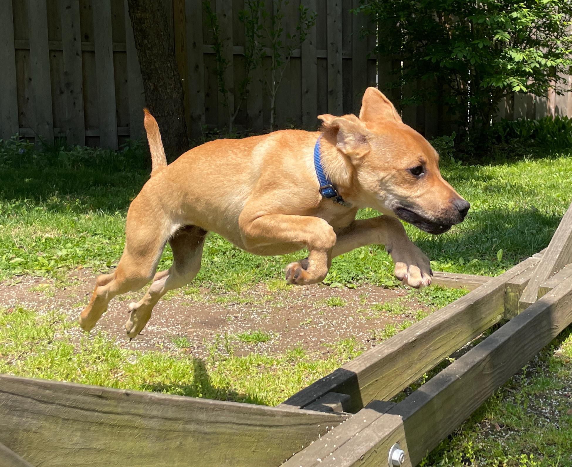 Mookie - In NJ , a ADOPTABLE mixed breed in Willington, CT image 6/6
