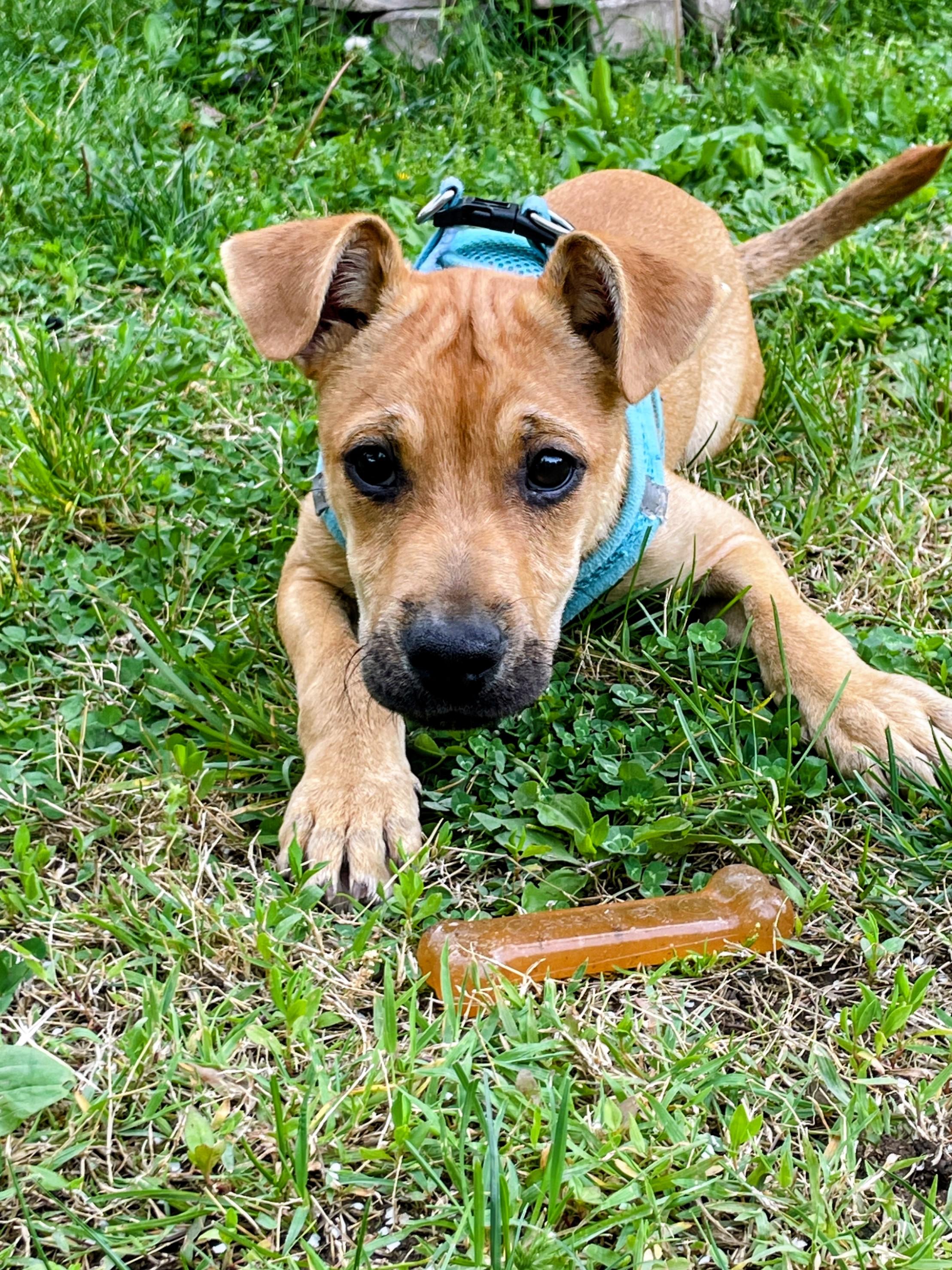 Mookie - In NJ , a ADOPTABLE mixed breed in Willington, CT image 4/6