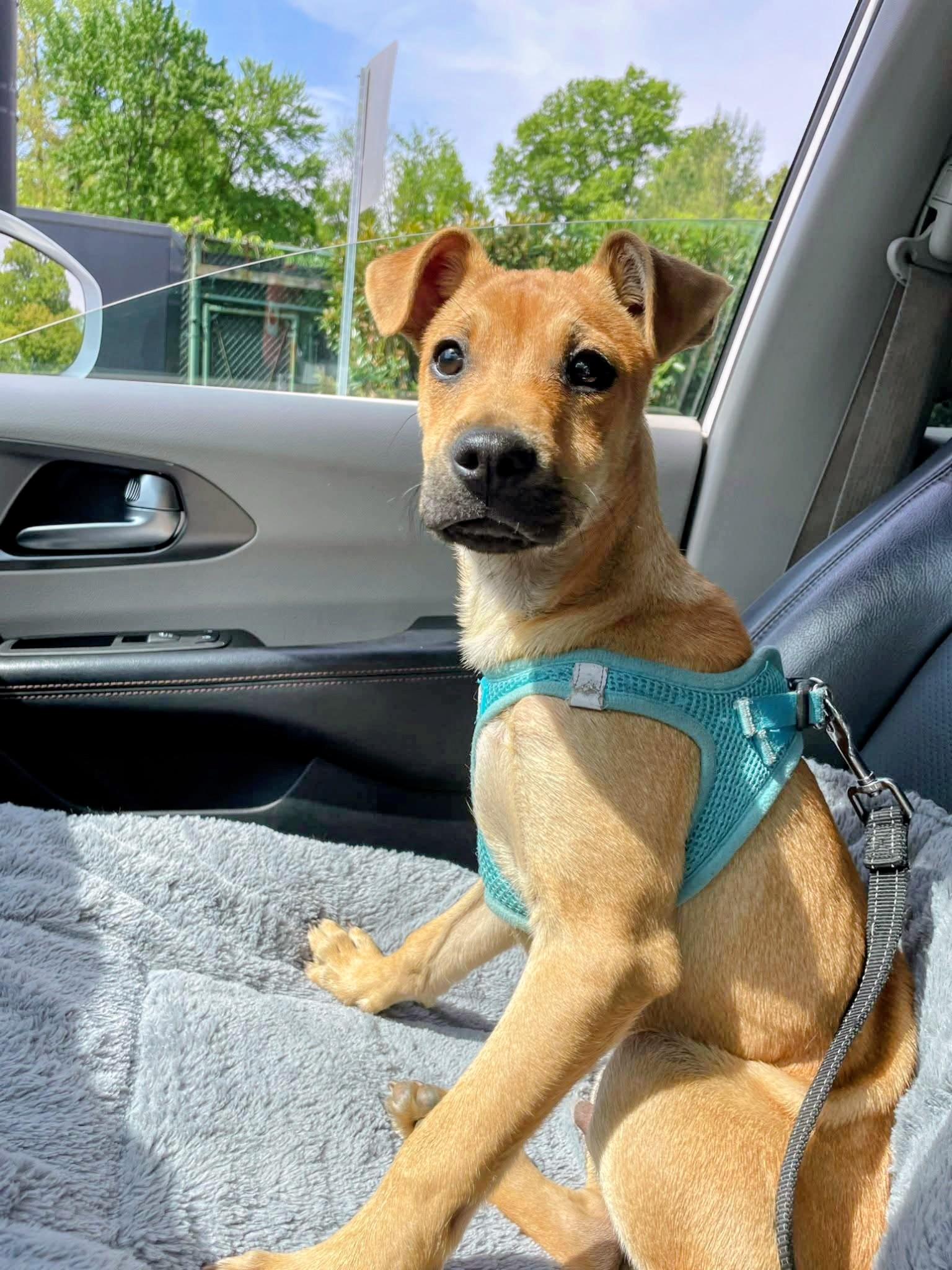 Mookie - In NJ , a ADOPTABLE mixed breed in Willington, CT image 2/6