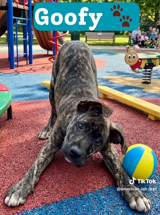 Enlarge Mookie - In NJ , a ADOPTABLE mixed breed in Willington, CT video 5/6