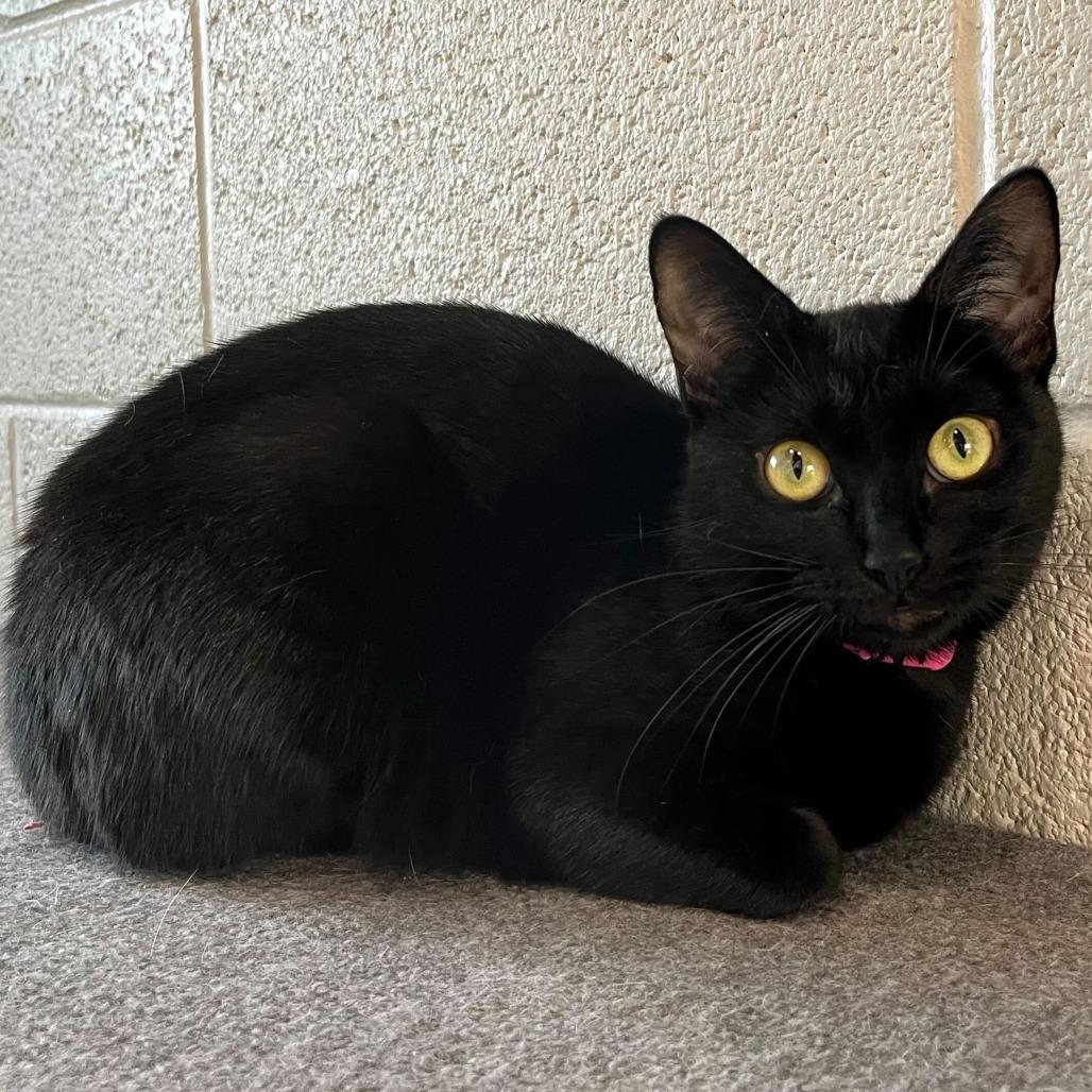 Kim, Adoptable, Young Female Domestic Short Hair.