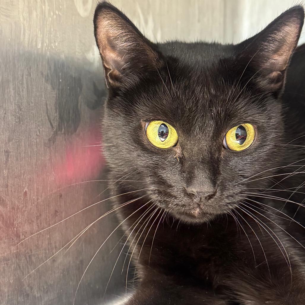 Enlarge Kim, a Adoptable Domestic Short Hair in Englewood, FL image 1/1