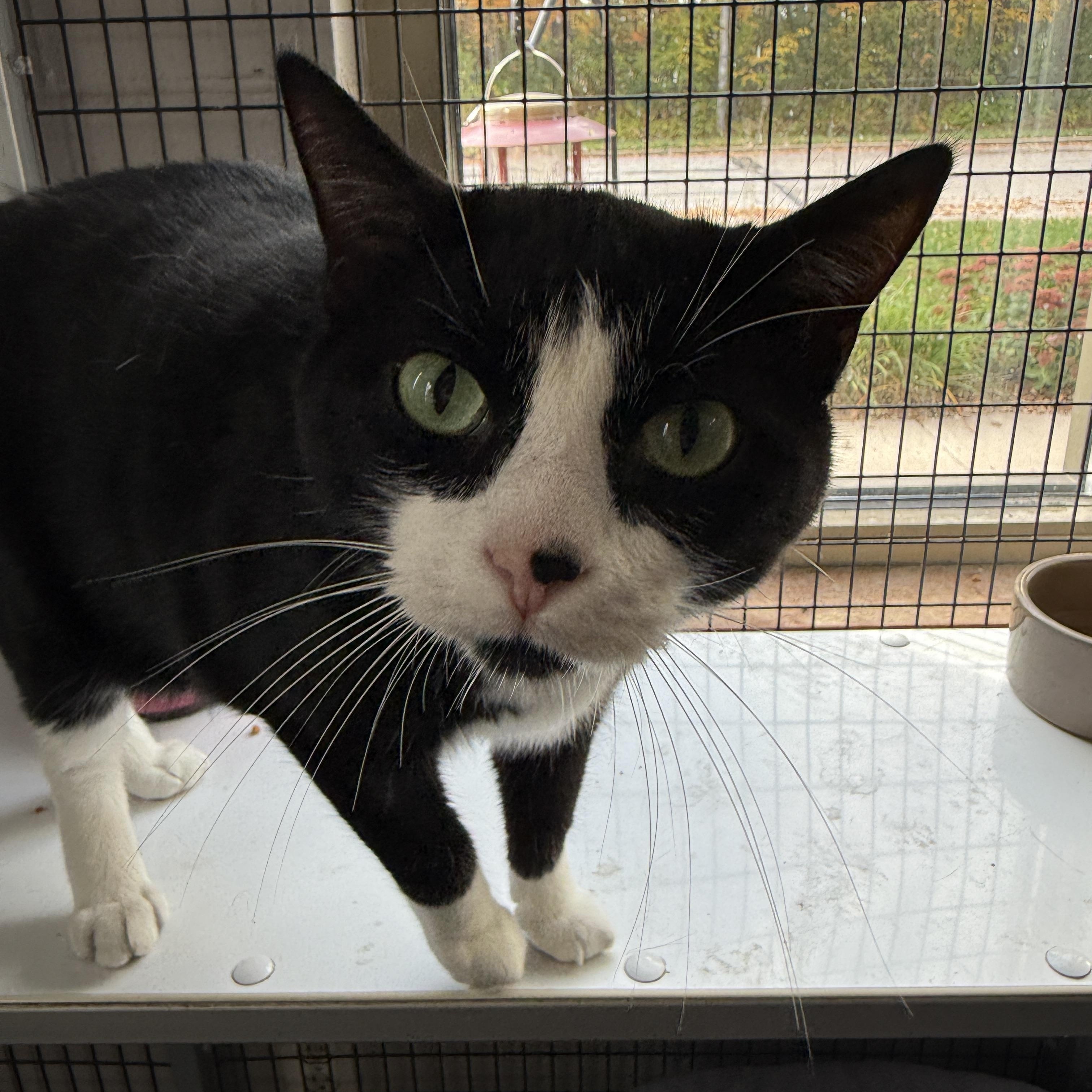 Enlarge Panda, a Adopted Domestic Short Hair in Oconto, WI image 3/3