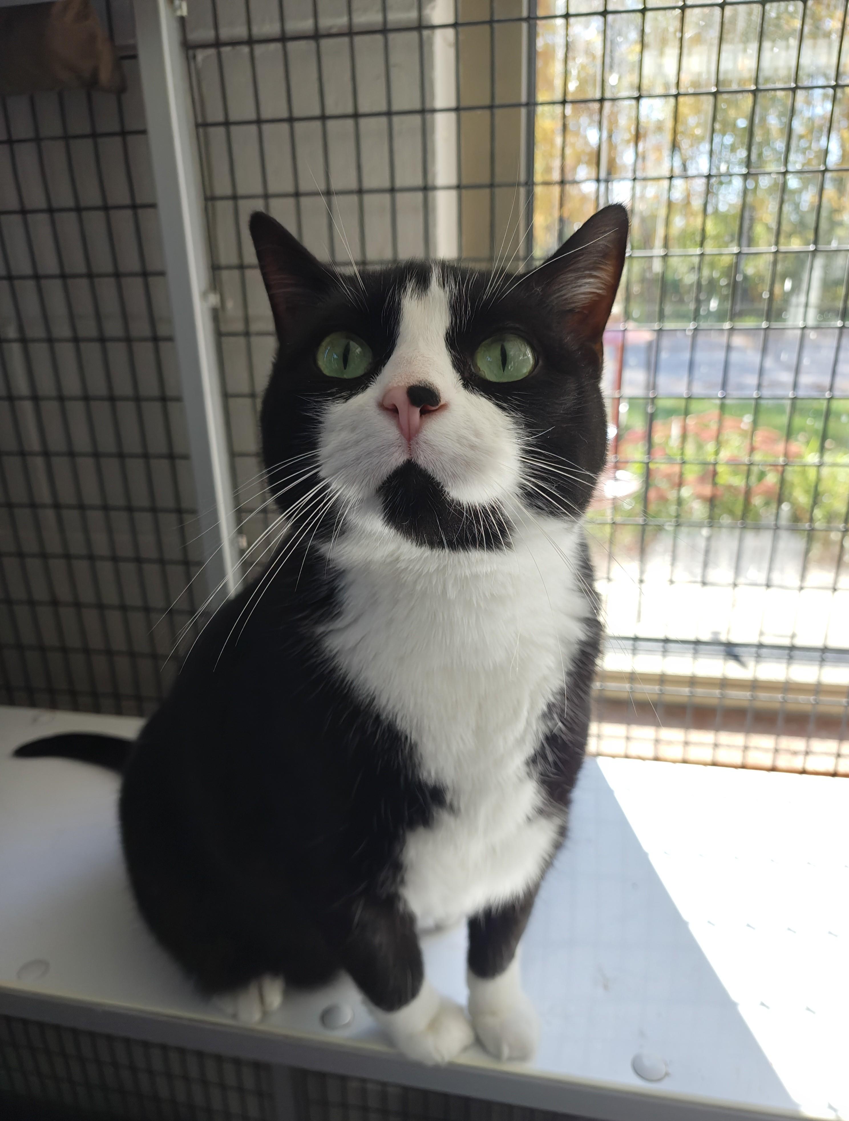 Panda, Adopted, Adult Male Domestic Short Hair.