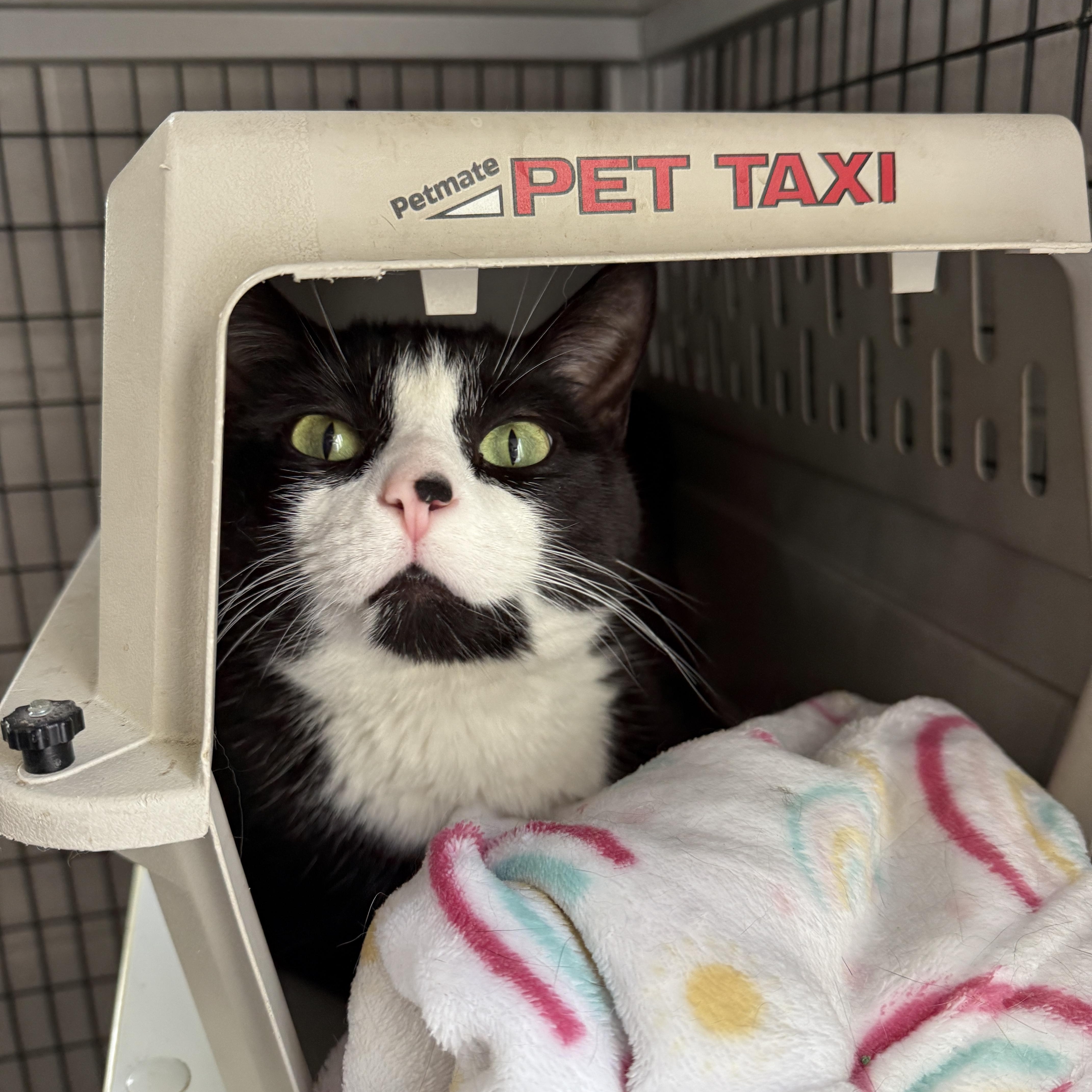 Enlarge Panda, a Adopted Domestic Short Hair in Oconto, WI image 2/3
