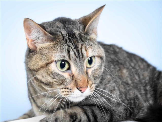 PEPPER, Adoptable, Adult Female Domestic Short Hair.