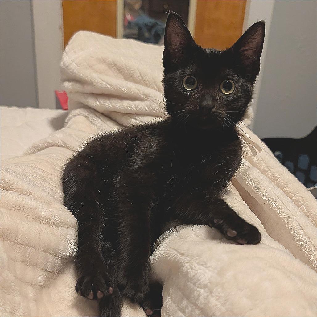 Enlarge Paige, a Adoptable Domestic Short Hair in Portage, MI image 1/3