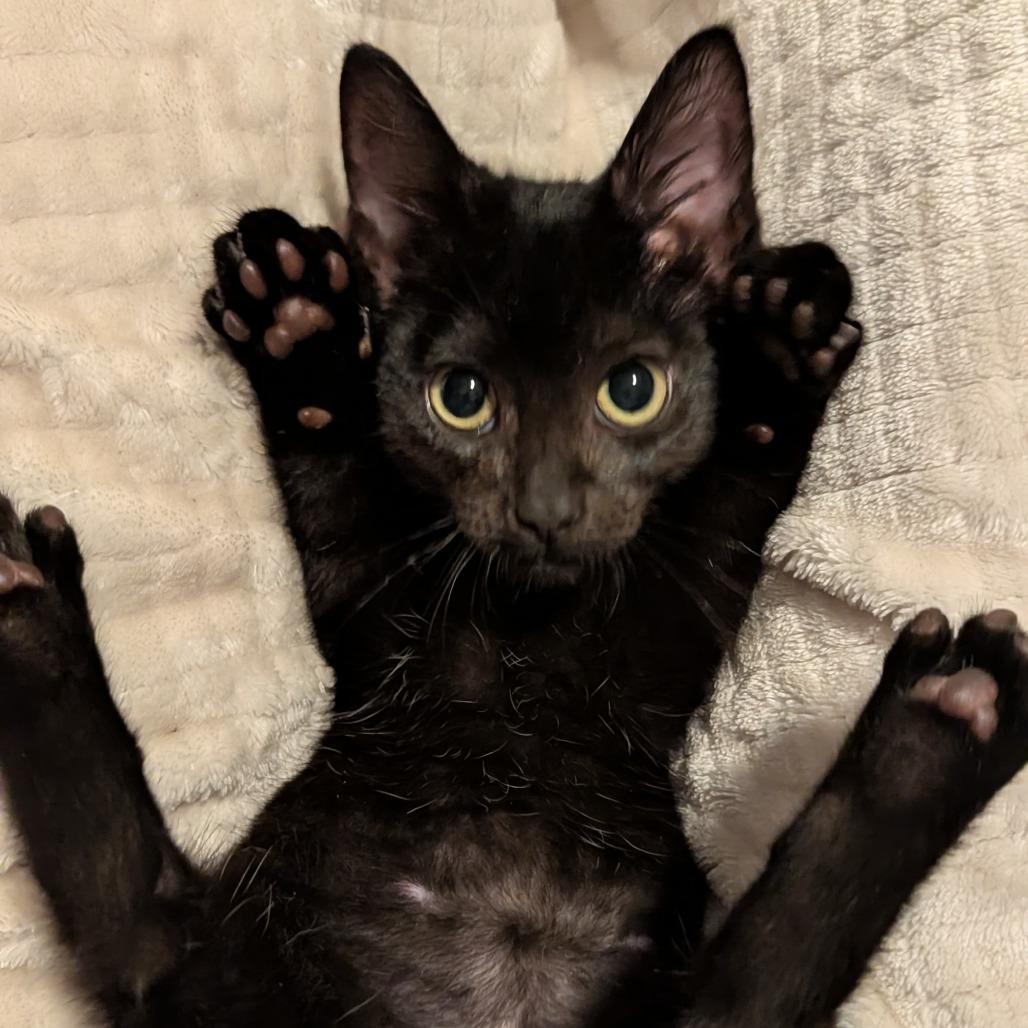 Enlarge Paige, a Adoptable Domestic Short Hair in Portage, MI image 2/3