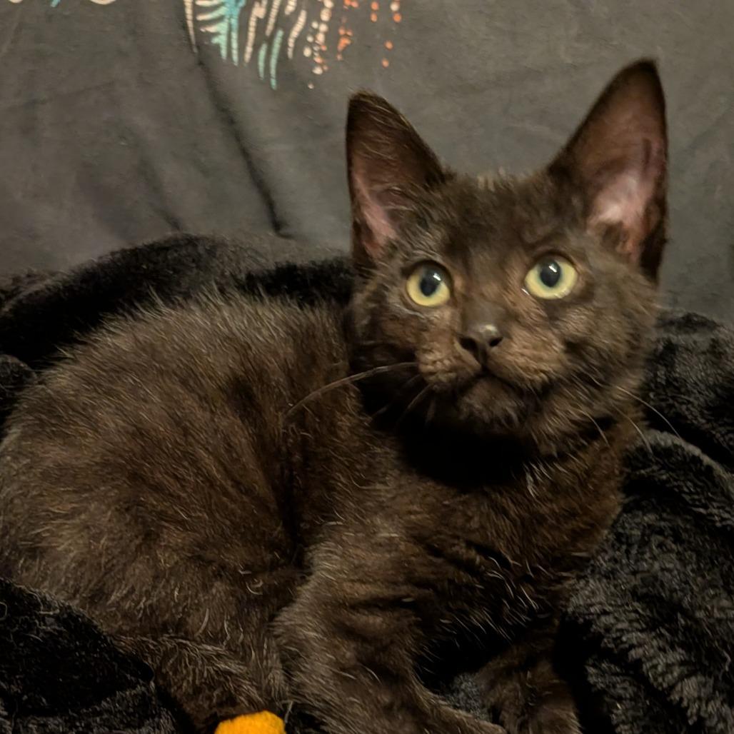 Enlarge Paige, a Adoptable Domestic Short Hair in Portage, MI image 3/3