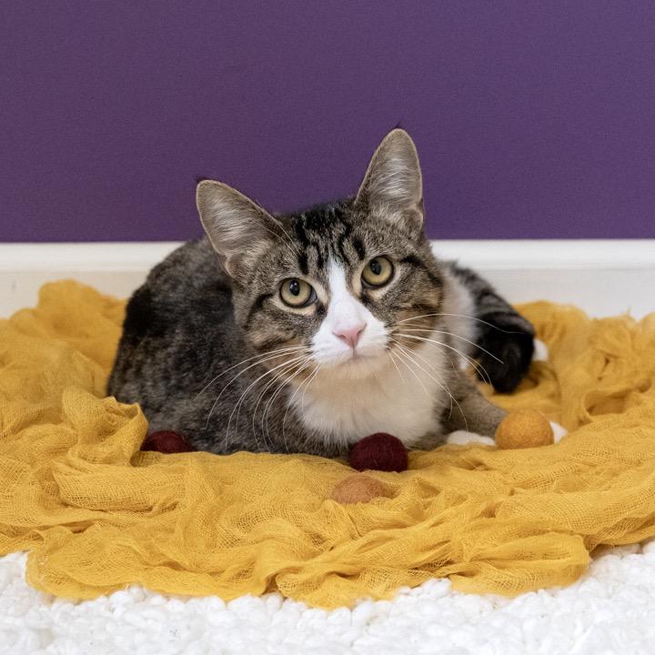 U-Pick, Adoptable, Adult Male Domestic Short Hair.