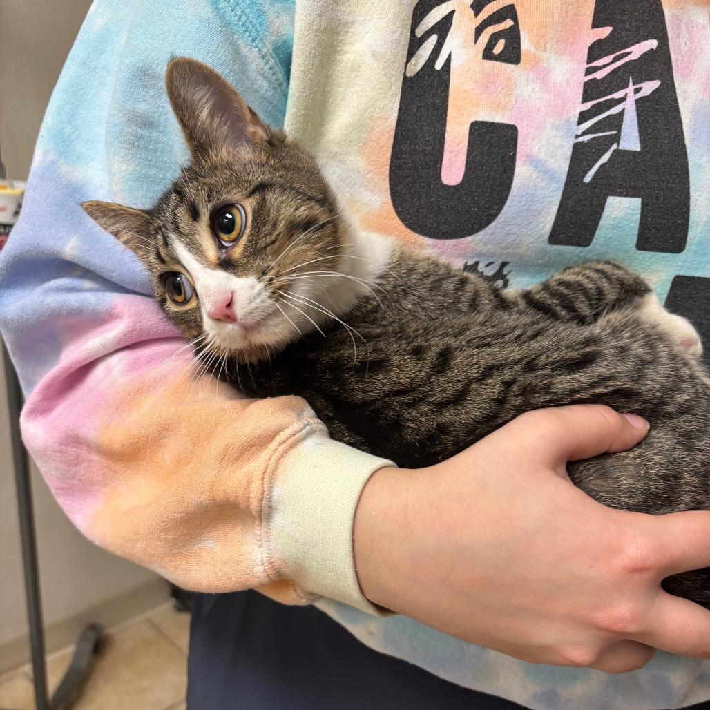 Enlarge U-Pick, a Adoptable Domestic Short Hair in Pekin, IL image 2/4