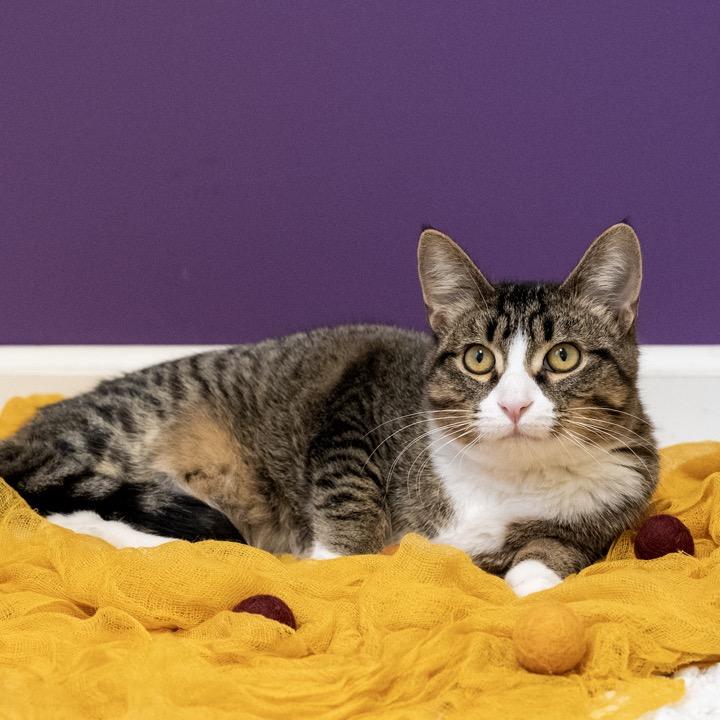 Enlarge U-Pick, a Adoptable Domestic Short Hair in Pekin, IL image 4/4