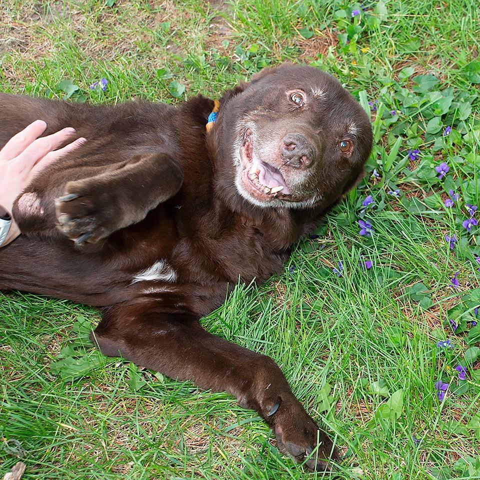 Prince Charming, Adoptable, Senior Male Labrador Retriever.