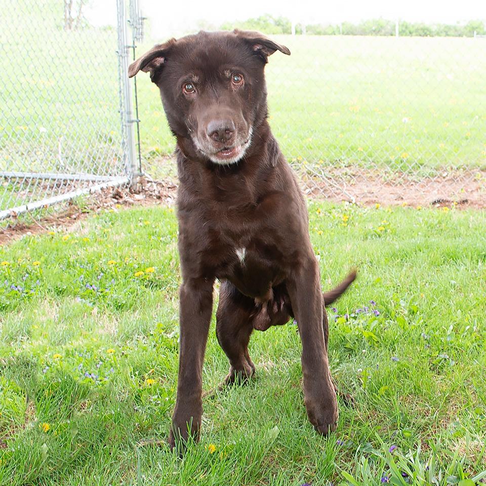 Enlarge Prince Charming, a Adoptable Labrador Retriever in Troy, OH image 2/4