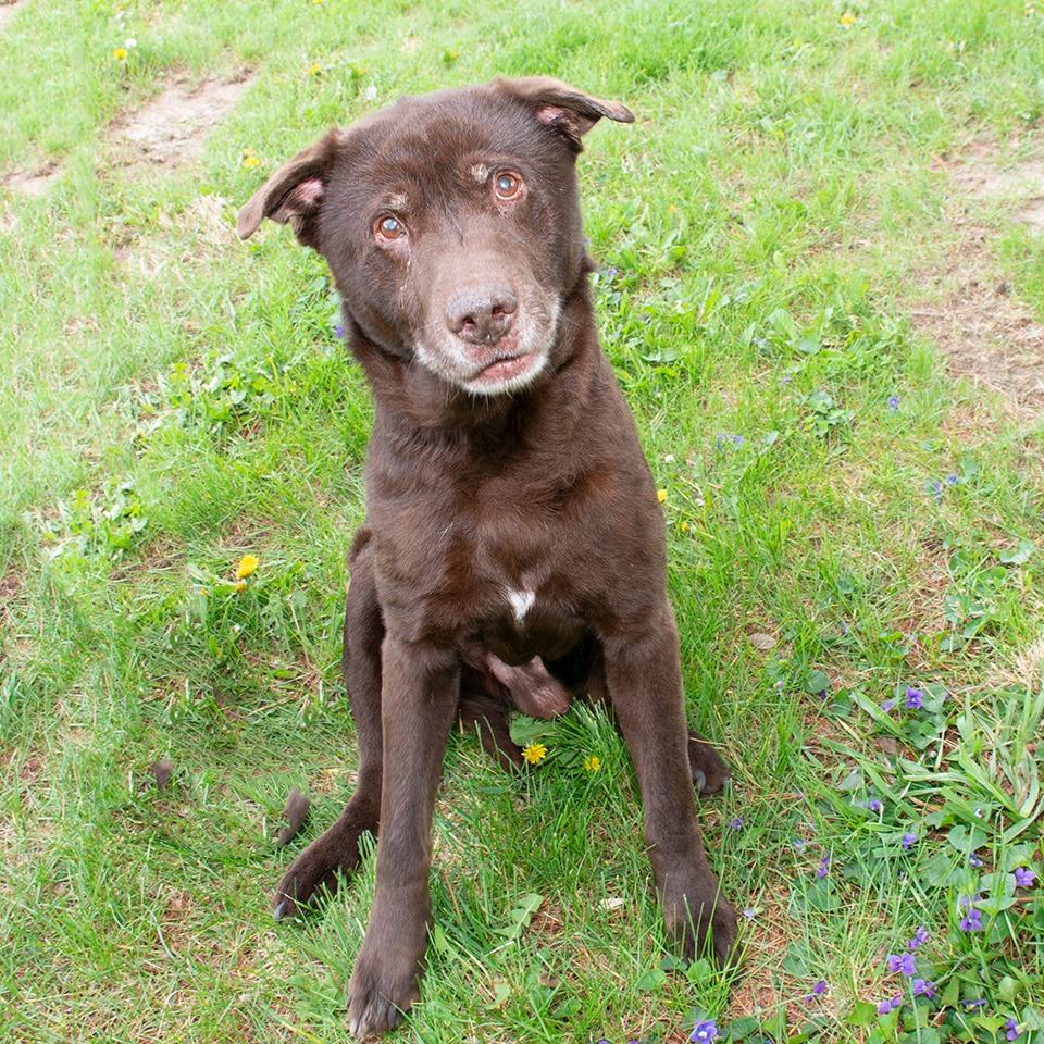 Enlarge Prince Charming, a Adoptable Labrador Retriever in Troy, OH image 3/4