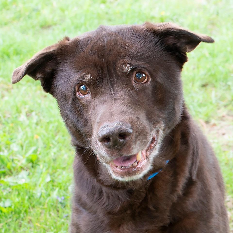 Enlarge Prince Charming, a Adoptable Labrador Retriever in Troy, OH image 4/4
