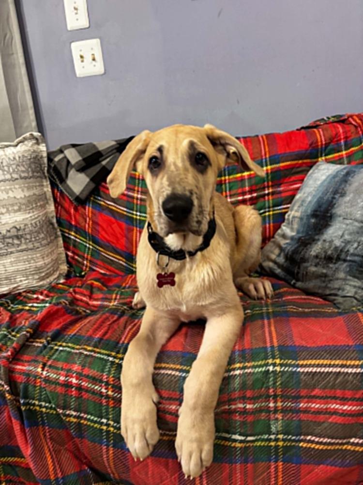Frudo, Adoptable, Puppy Male Great Dane & Shepherd.