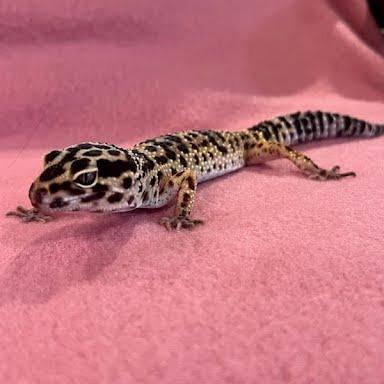 Dorothy, Adoptable, Senior Female Gecko.