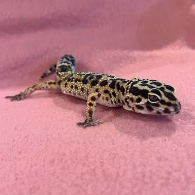 Enlarge Dorothy, a Adoptable Gecko in Frederick, MD image 2/5
