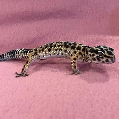 Enlarge Dorothy, a Adoptable Gecko in Frederick, MD image 3/5