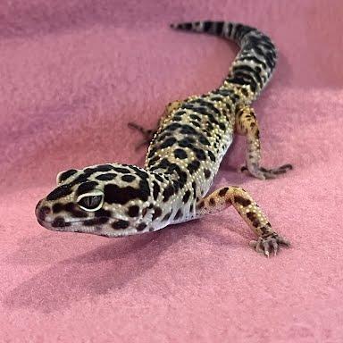 Enlarge Dorothy, a Adoptable Gecko in Frederick, MD image 4/5