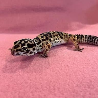 Enlarge Dorothy, a Adoptable Gecko in Frederick, MD image 5/5