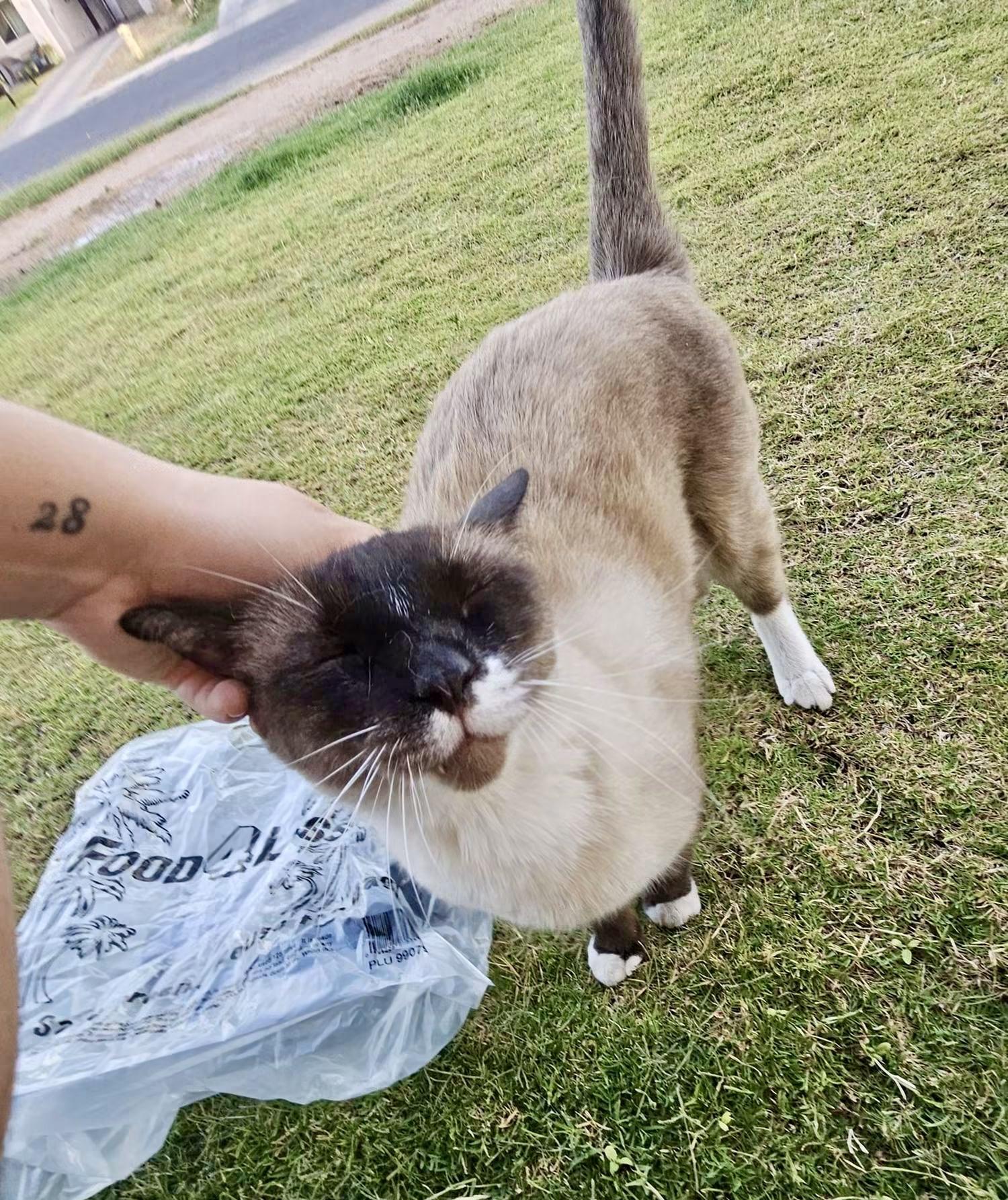 Enlarge Marshmallow, a Adopted mixed breed in Mission Viejo, CA image 3/4