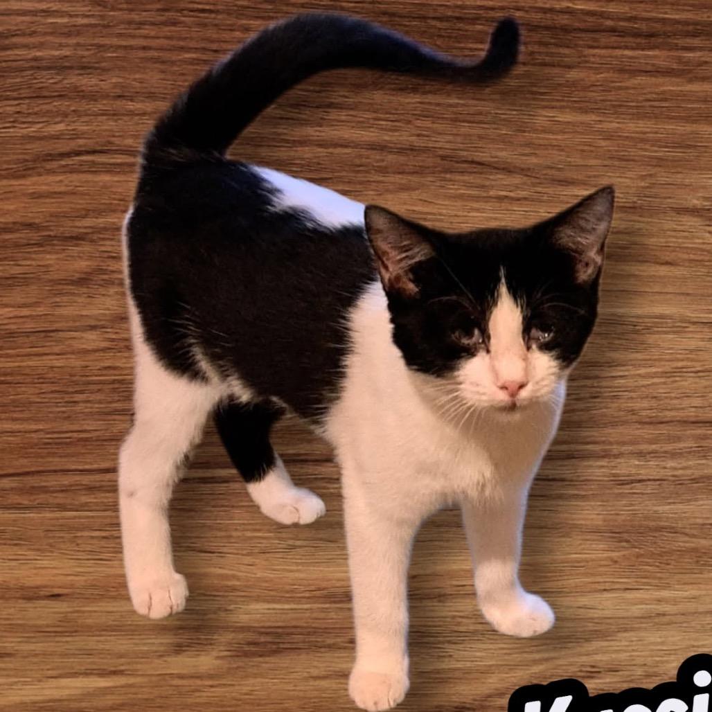 Enlarge Kassy, a Adoptable Siamese in Green Forest, AR image 1/1