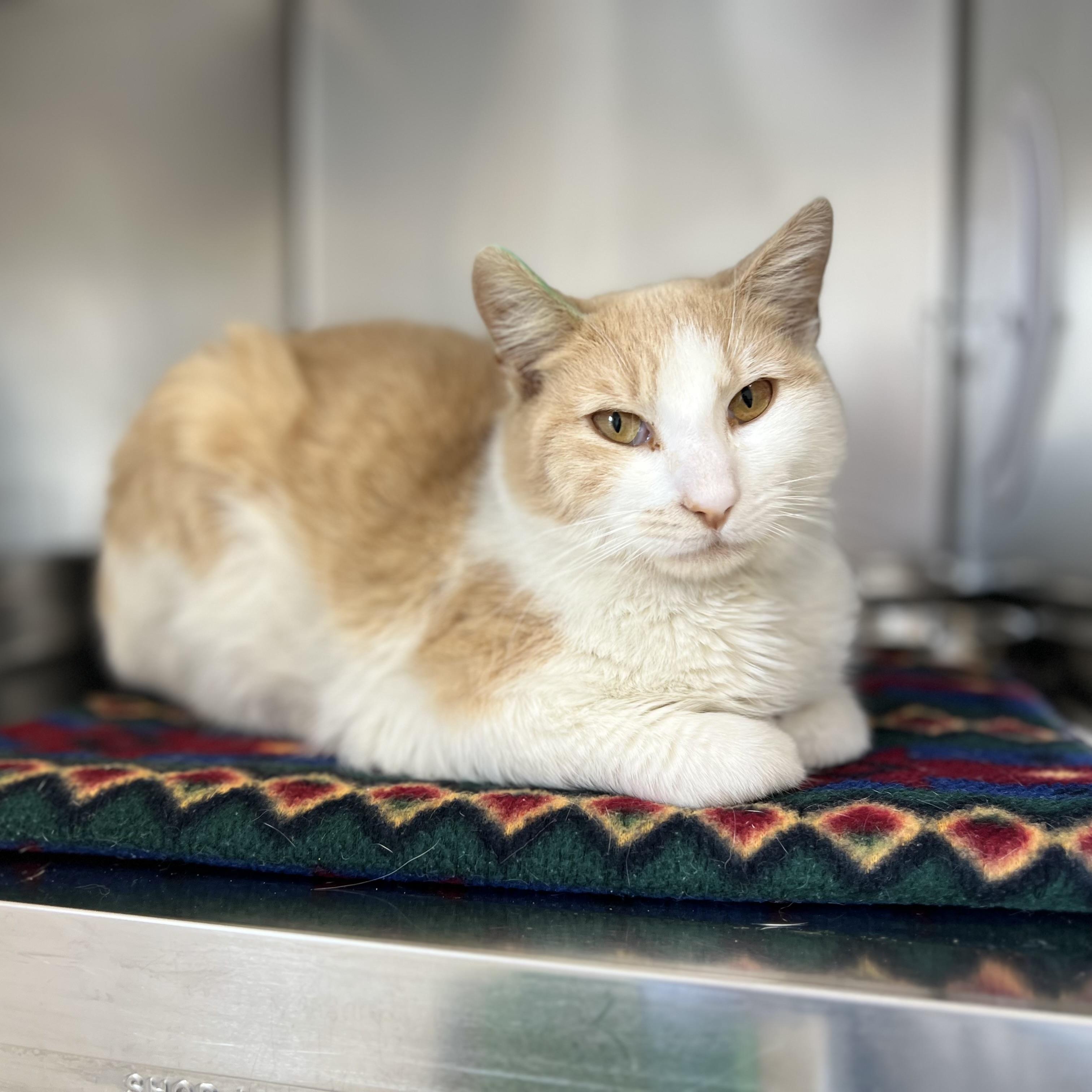 Enlarge Toulouse, an adoptable Domestic Short Hair in St Stephen, NB image 1/1