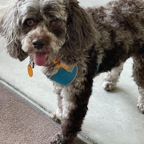 Mocha, a Adoptable Cockapoo in Wilmington, NC image 3/4