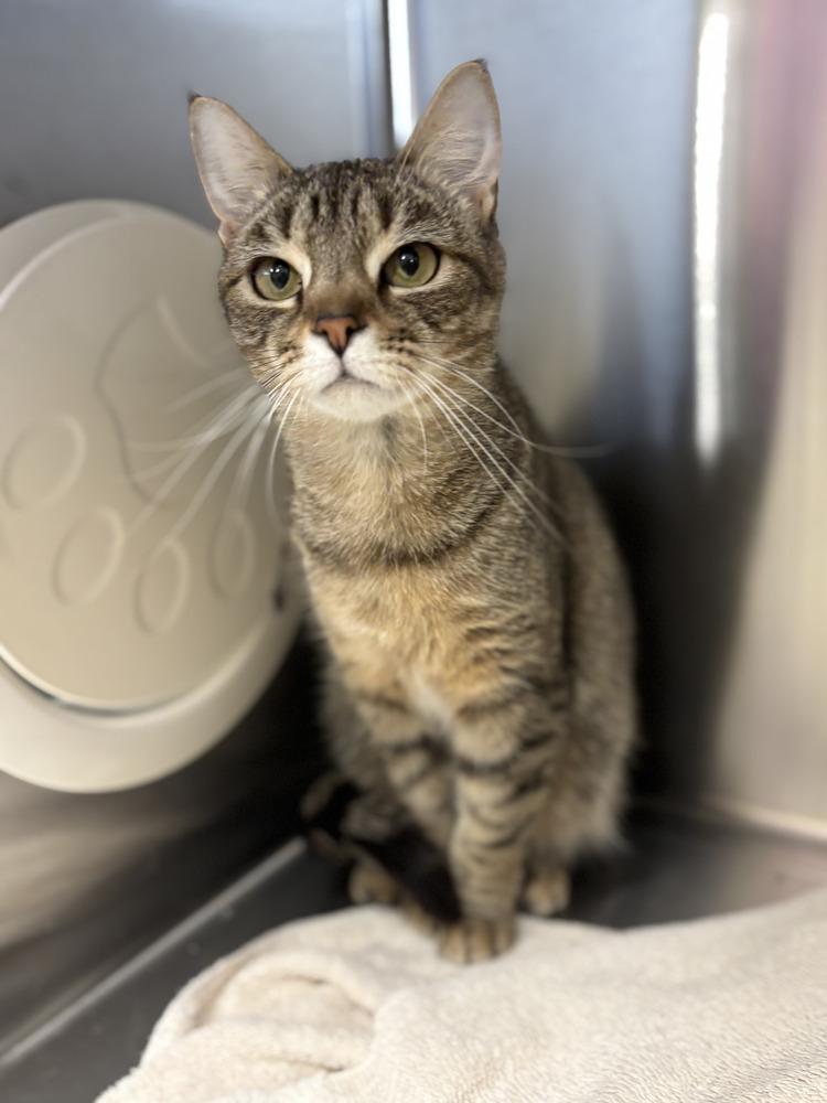 Enlarge Ladybug, a Adoptable Domestic Short Hair in Dickson, TN image 2/2