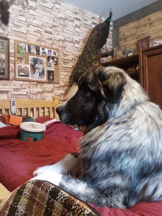 Odin 26, Adoptable, Young Male Great Pyrenees & Belgian Shepherd / Malinois.