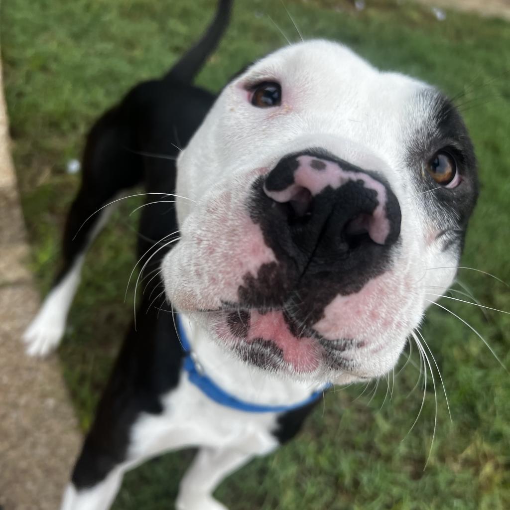 Chex, Adoptable, Adult Male Mixed Breed & American Staffordshire Terrier.