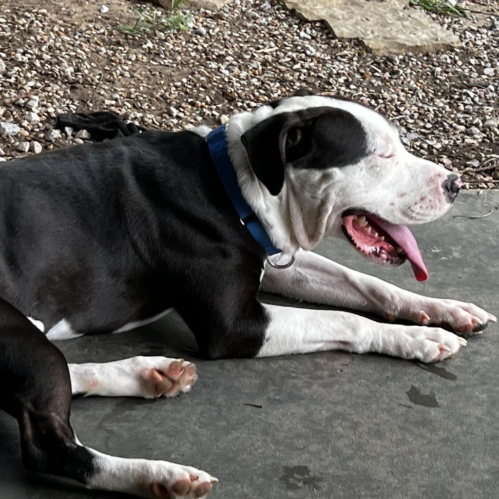 Enlarge Chex, a Adoptable mixed breed in Aledo, TX image 2/6