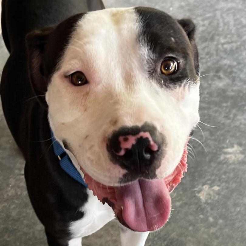 Enlarge Chex, a Adoptable mixed breed in Aledo, TX image 3/6