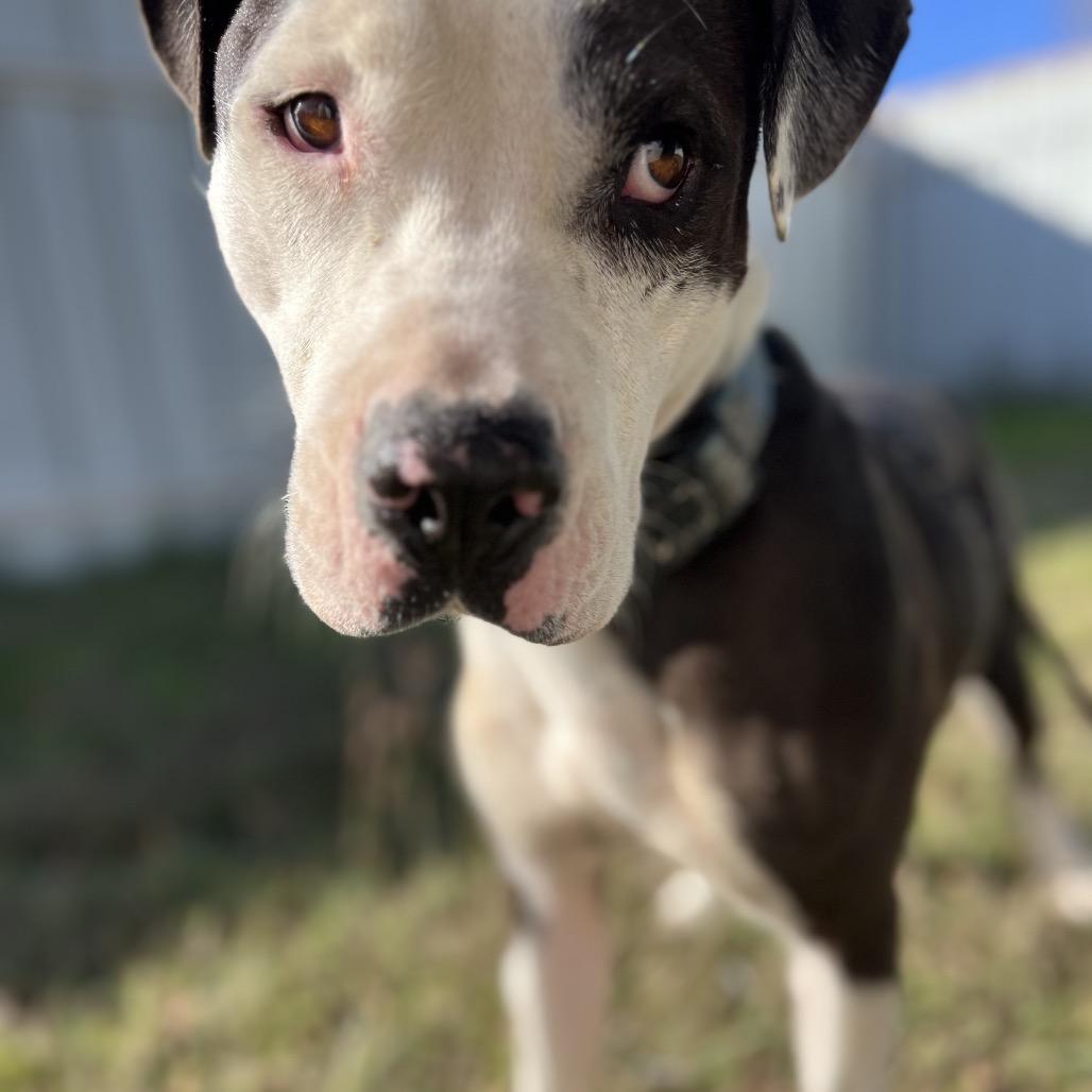 Enlarge Chex, a Adoptable mixed breed in Aledo, TX image 4/6