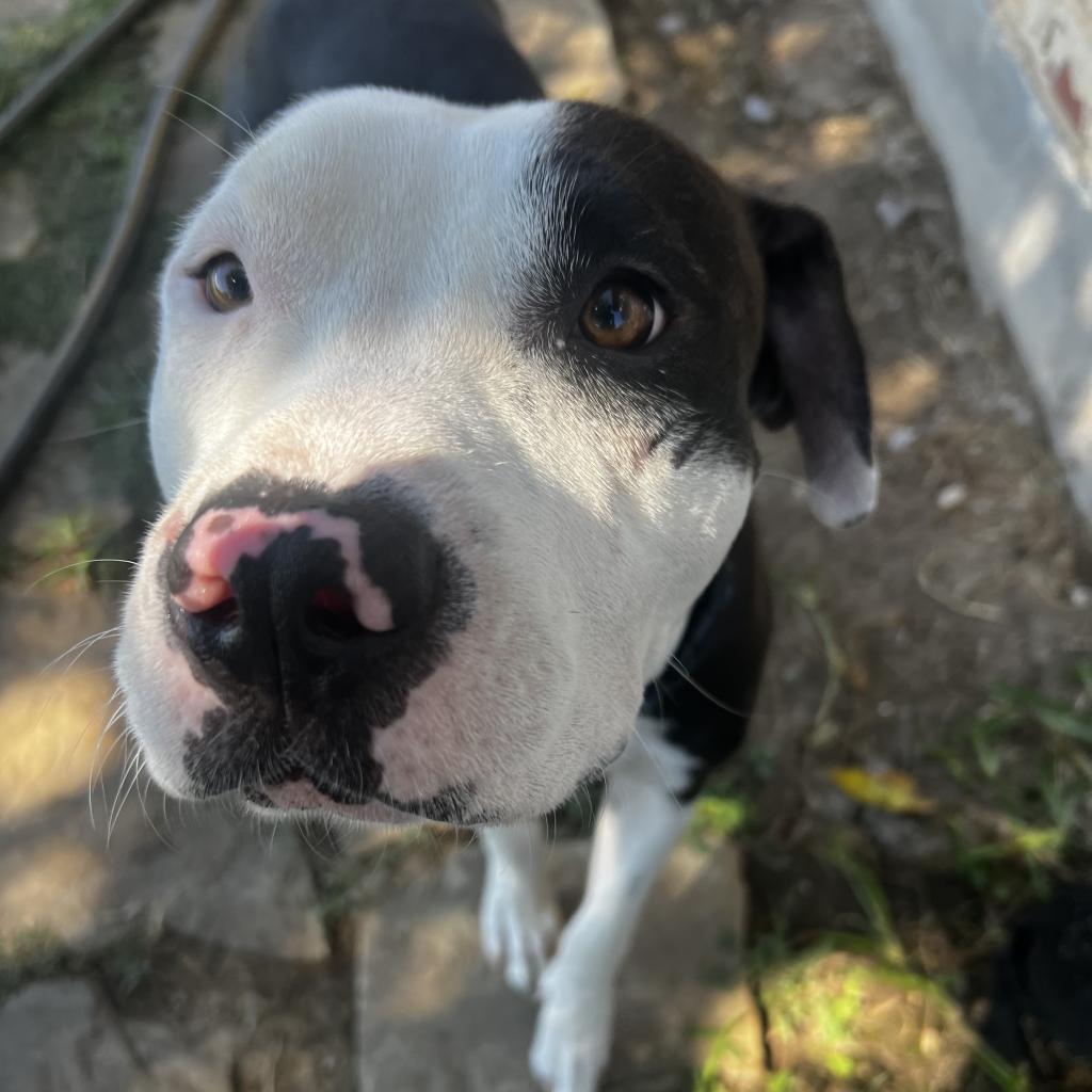 Enlarge Chex, a Adoptable mixed breed in Aledo, TX image 5/6