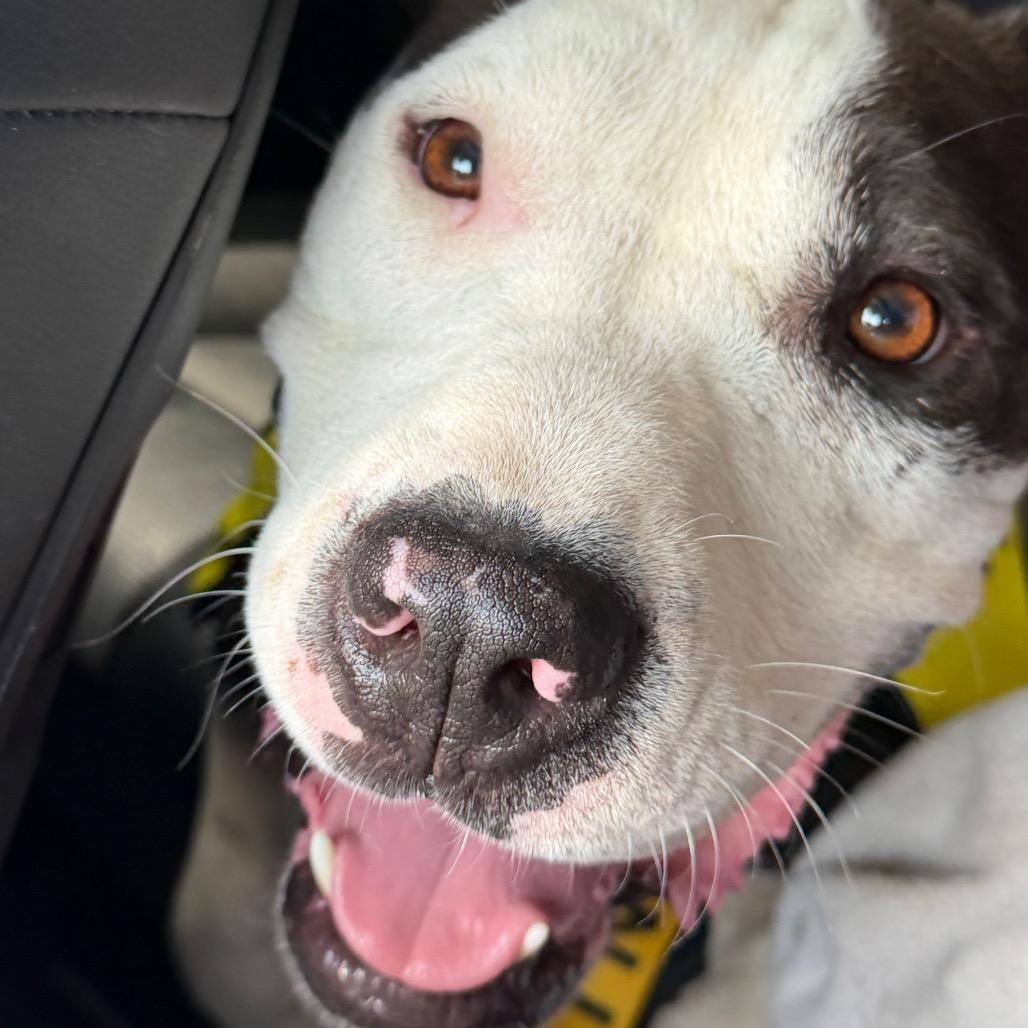 Enlarge Chex, a Adoptable mixed breed in Aledo, TX image 6/6
