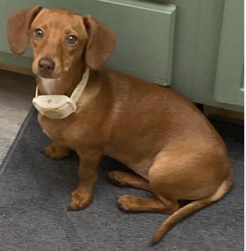 Enlarge Brownie, a Adopted Dachshund in Grand Bay, AL image 1/1