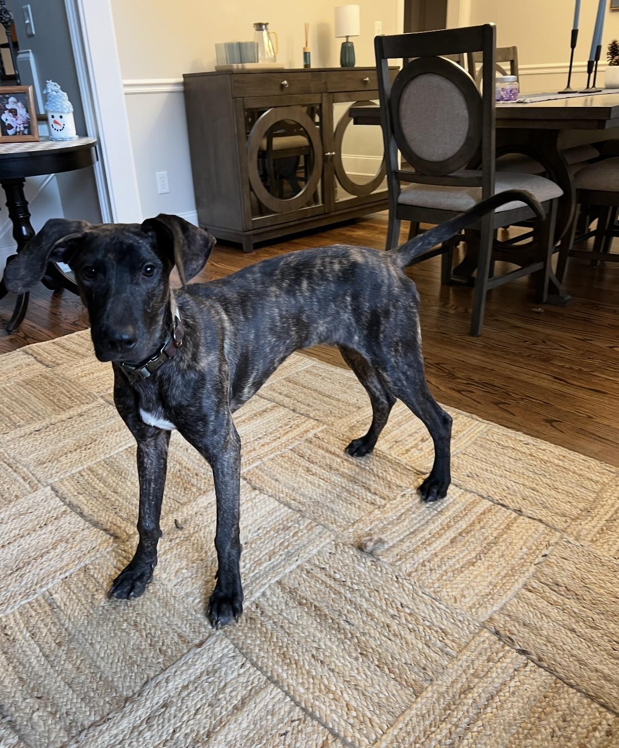 Garrett, an adopted mixed breed in Chattanooga, TN image 2/6