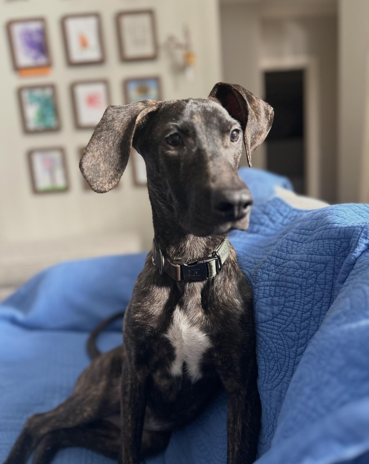 Garrett, an adopted mixed breed in Chattanooga, TN image 1/6