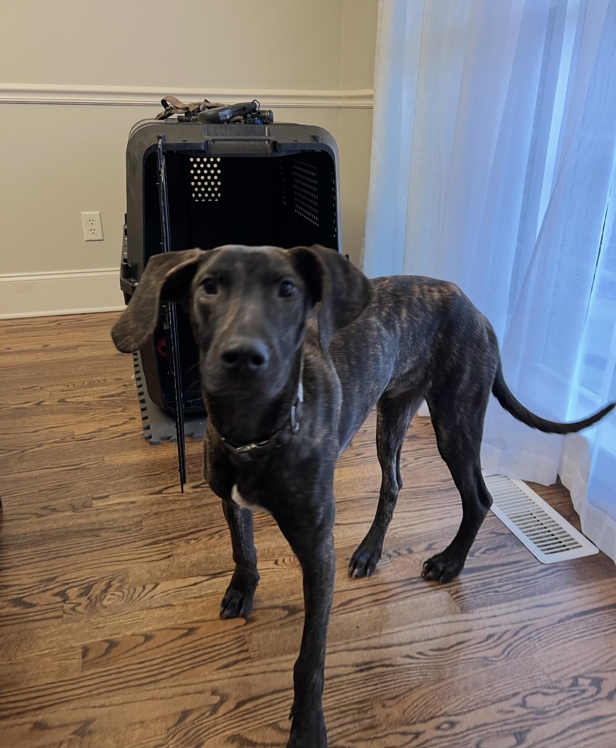 Garrett, an adopted mixed breed in Chattanooga, TN image 5/6