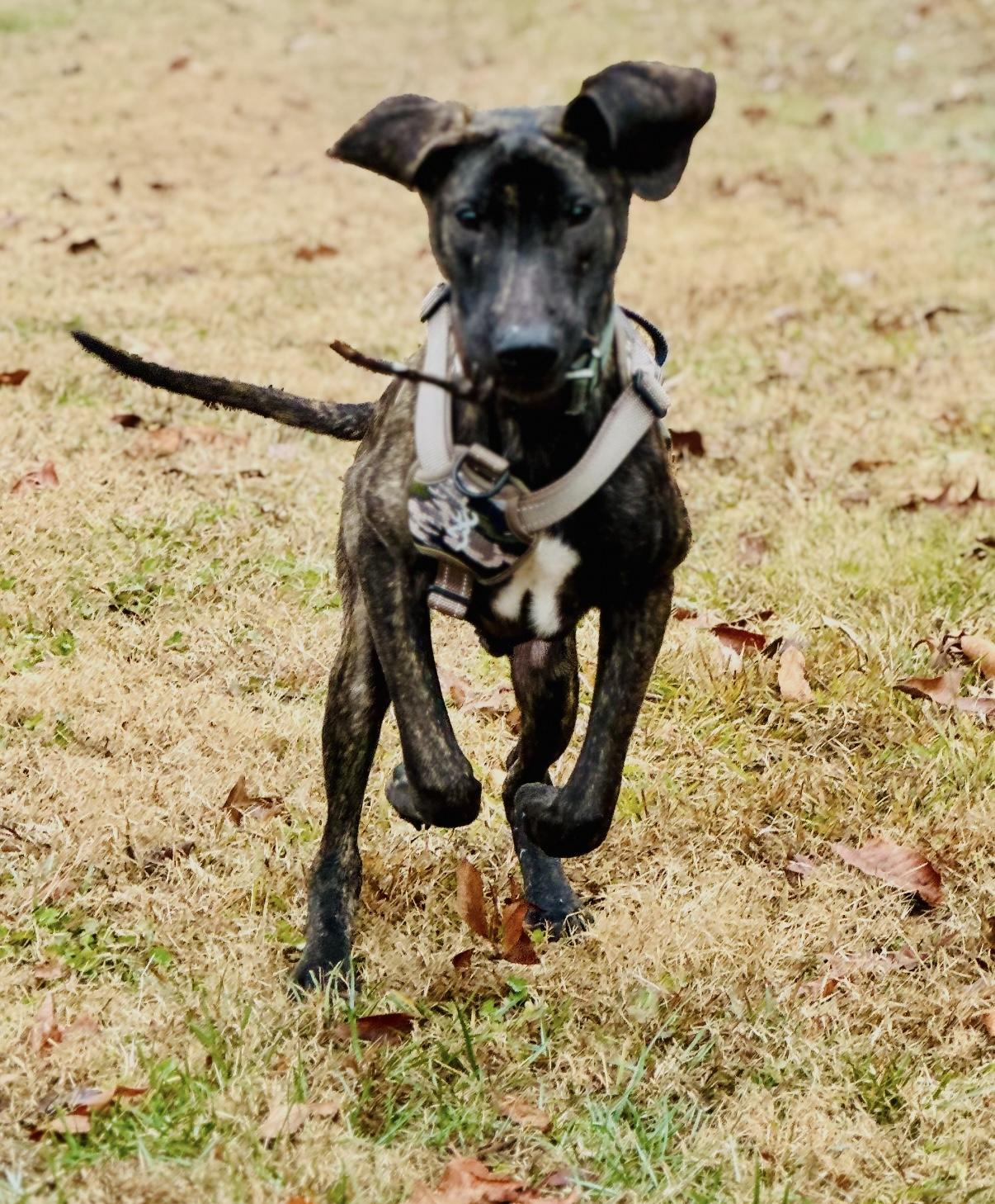 Garrett, an adopted mixed breed in Chattanooga, TN image 3/6