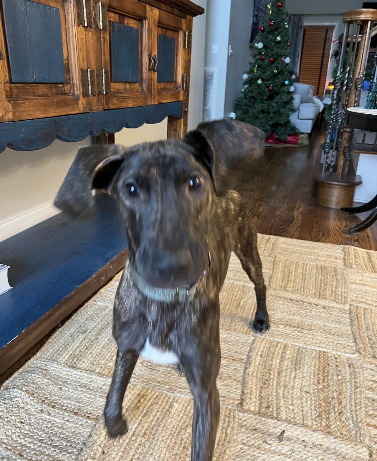 Garrett, an adopted mixed breed in Chattanooga, TN image 6/6