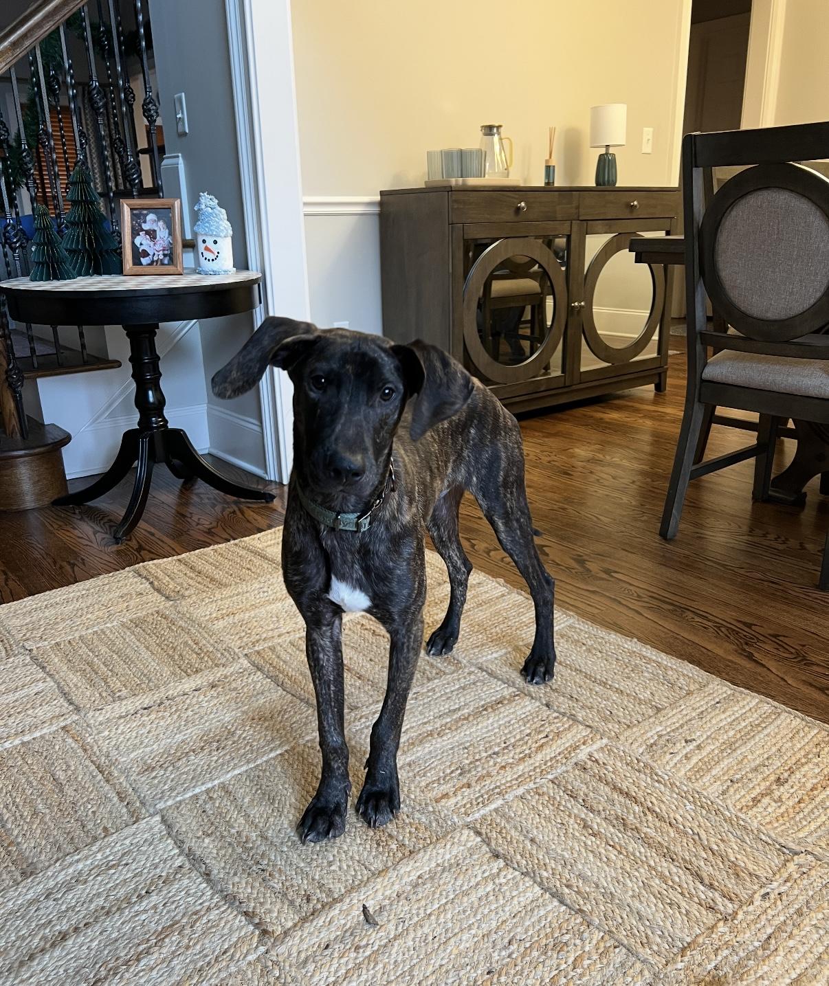 Garrett, an adopted mixed breed in Chattanooga, TN image 4/6
