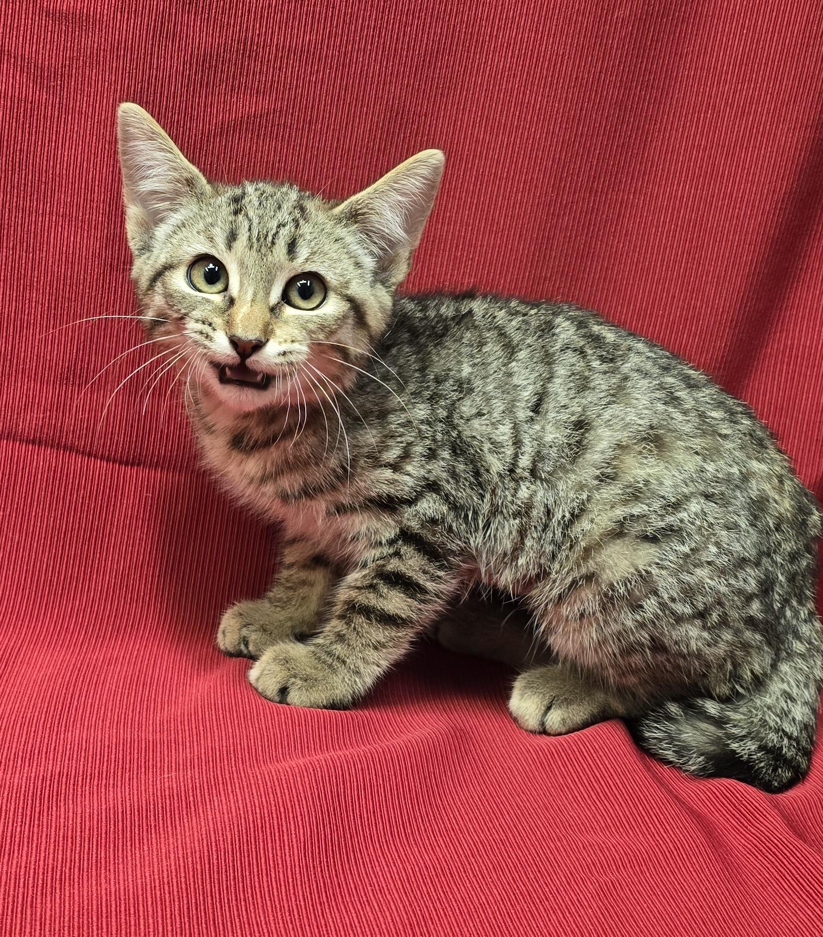 Enlarge Peppermint Patty, a Adoptable mixed breed in Payson, AZ image 1/2