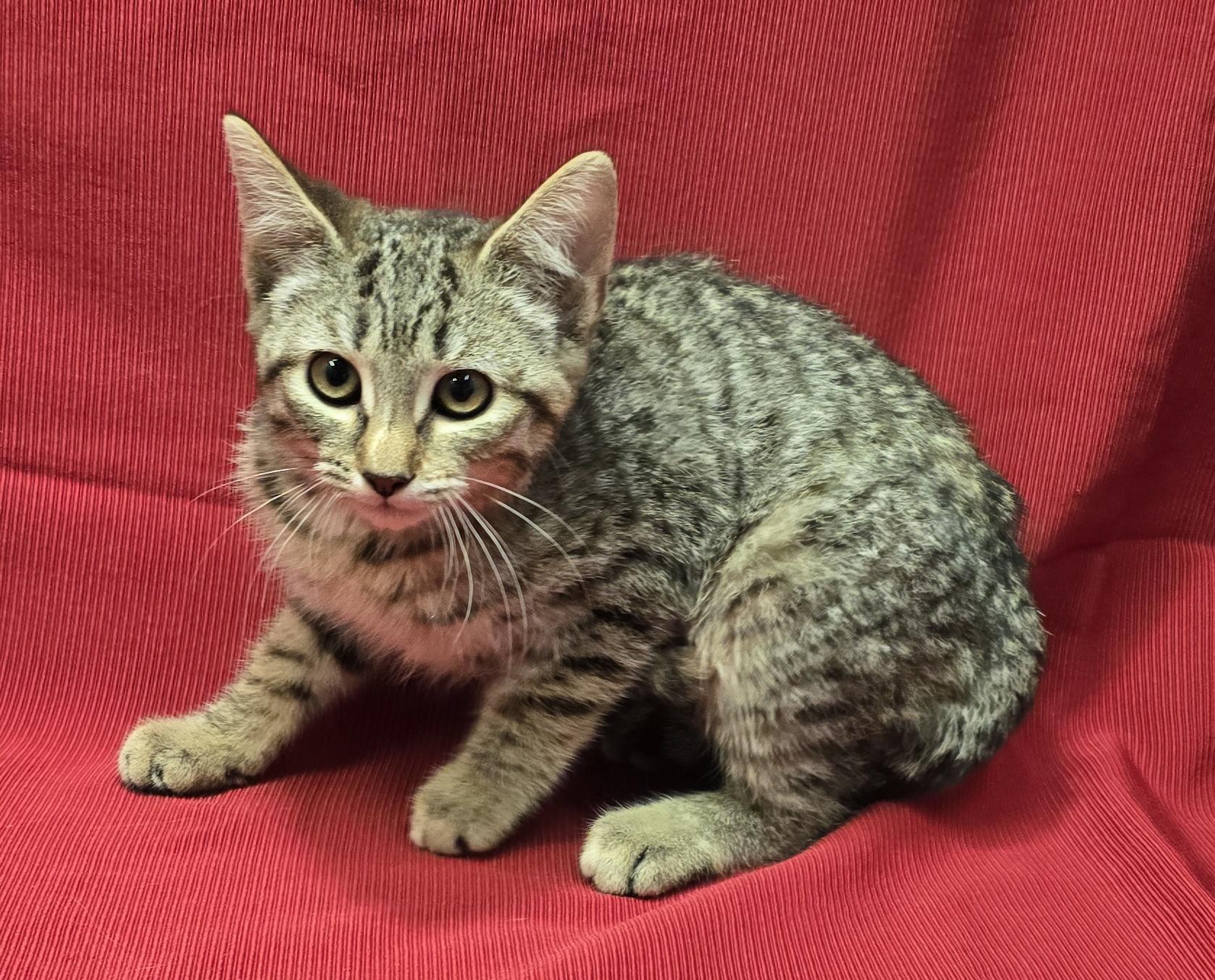 Enlarge Peppermint Patty, a Adoptable mixed breed in Payson, AZ image 2/2