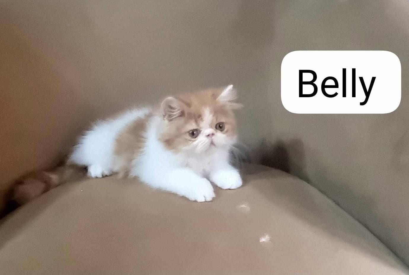 Belly, an adoptable Persian in Old Bridge, NJ, 08857 | Photo Image 1