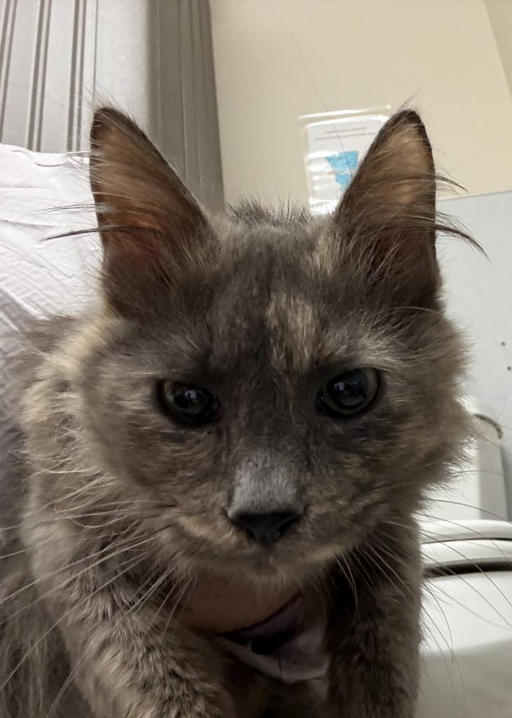 Neko, Adoptable, Young Female Domestic Long Hair.